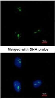 Immunocytochemistry/ Immunofluorescence: KRR1 Antibody [NBP1-32859]