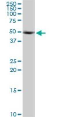 Western Blot: KRR1 Antibody [H00011103-B01P]