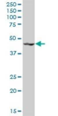 Western Blot: KRR1 Antibody [H00011103-B01P]