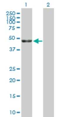 Western Blot: KRR1 Antibody [H00011103-B01P]