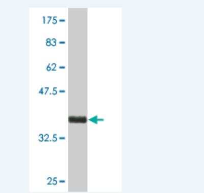 Western Blot: KRTAP13-1 Antibody (2A1) [H00140258-M01]