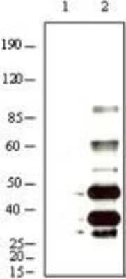Western Blot: KSHV K8 Antibody (8C12G10G1)BSA Free [NB100-2189]