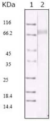 Western Blot: KSHV ORF45 Antibody (2D4A5)BSA Free [NBP2-37685]