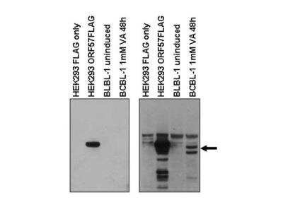 Western Blot: KSHV ORF57 Antibody [NBP2-95260]