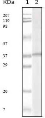 Western Blot: KSHV ORF62 Antibody (5B7B6)BSA Free [NBP2-37684]