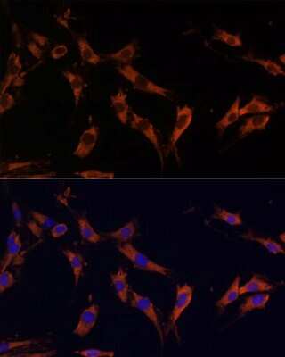 Immunocytochemistry/ Immunofluorescence: KSR1 Antibody - Azide and BSA Free [NBP3-04958]