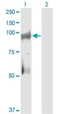 Western Blot: KSR2 Antibody (1G4) [H00283455-M08]