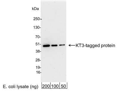 Western Blot: KT3 Epitope Tag AntibodyBSA Free [NB110-40654]