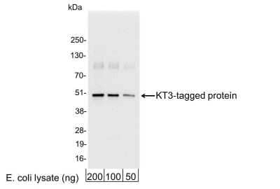 Western Blot: KT3 Epitope Tag AntibodyBSA Free [NB110-40655]