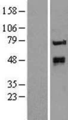 Western Blot: Protein O-Glucosyltransferase 1/POGLUT1/KTELC1 Overexpression Lysate [NBL1-12413]