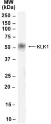 Western Blot: Kallikrein 1 Antibody [NB100-57855]