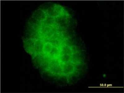 Immunocytochemistry/ Immunofluorescence: Kallikrein 10 Antibody (1G8) [H00005655-M01]