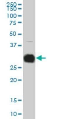 Western Blot: Kallikrein 10 Antibody (1G8) [H00005655-M01]