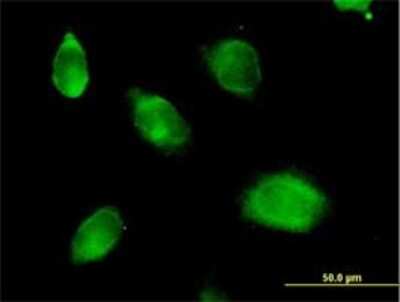 Immunocytochemistry/ Immunofluorescence: Kallikrein 10 Antibody [H00005655-B01P]