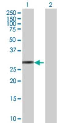 Western Blot: Kallikrein 10 Antibody [H00005655-B01P]