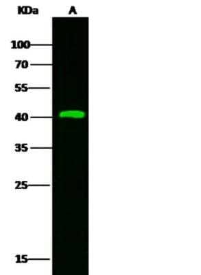 Western Blot: Kallikrein 11 Antibody (121) [NBP2-89630]