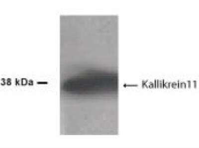 Western Blot: Kallikrein 11 AntibodyBSA Free [NB100-429]