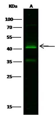 Western Blot: Kallikrein 11 Antibody [NBP2-99572]