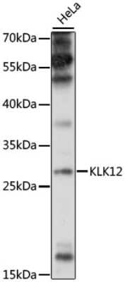 Western Blot: Kallikrein 12 AntibodyAzide and BSA Free [NBP3-03531]