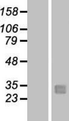 Western Blot: Kallikrein 12 Overexpression Lysate [NBL1-12347]