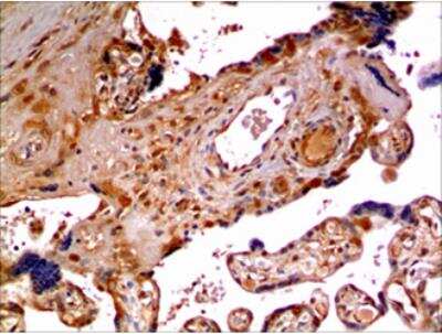 Immunohistochemistry-Paraffin: Kallikrein 13 Antibody (MM0428-5X29) - Azide and BSA Free [NBP2-11748]