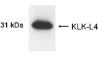 Western Blot: Kallikrein 13 AntibodyBSA Free [NB200-139]