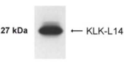 Western Blot: Kallikrein 14 AntibodyBSA Free [NB200-132]