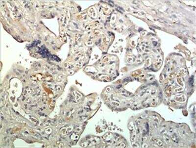 Immunohistochemistry-Paraffin: Kallikrein 15 Antibody (MM0429-5Z12) - Azide and BSA Free [NBP2-11749]