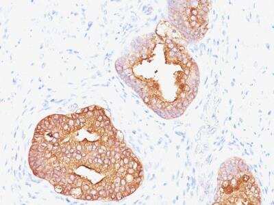 Immunohistochemistry-Paraffin: Kallikrein 3/PSA Antibody (1A7) - Azide and BSA Free [NBP2-47968]