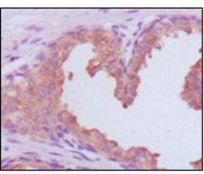 Immunohistochemistry-Paraffin: Kallikrein 3/PSA Antibody (5A11E9) - BSA Free [NBP1-51541]