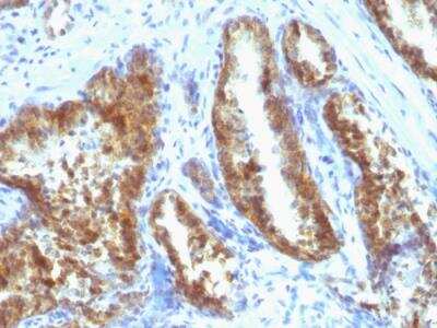 Immunohistochemistry-Paraffin: Kallikrein 3/PSA Antibody (A67-B/E3 + 1A7) - IHC-Prediluted [NBP2-48334]