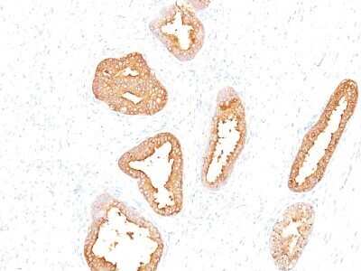 Immunohistochemistry-Paraffin: Kallikrein 3/PSA Antibody (A67-B/E3) - IHC-Prediluted [NBP2-44884]