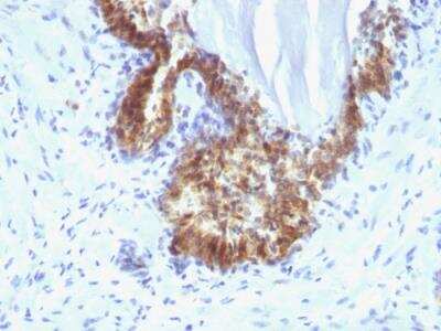 Immunohistochemistry-Paraffin: Kallikrein 3/PSA Antibody (KLK3/1248) - IHC-Prediluted [NBP2-48333]