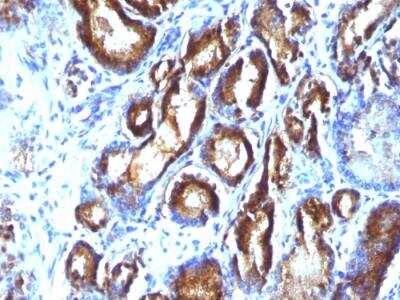 Immunohistochemistry-Paraffin: Kallikrein 3/PSA Antibody (KLK3/801 + KLK3/1248) - IHC-Prediluted [NBP2-48353]