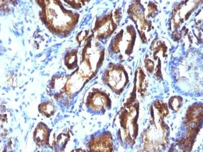 Immunohistochemistry-Paraffin: Kallikrein 3/PSA Antibody (KLK3/801 + KLK3/1248) [NBP2-44890]