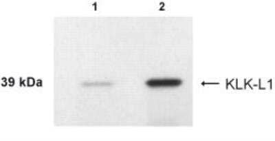 Western Blot: Kallikrein 4/Prostase/EMSP1 AntibodyBSA Free [NB200-134]