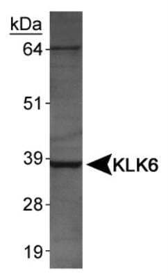 Western Blot: Kallikrein 6/Neurosin Antibody [NBP1-06497]