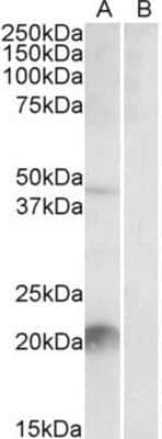 Western Blot: Kallikrein 6/Neurosin Antibody [NBP1-51939]