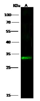 Western Blot: Kallikrein 6/Neurosin Antibody [NBP2-98247]