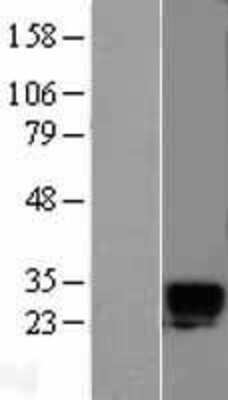 Western Blot: Kallikrein 6/Neurosin Overexpression Lysate [NBL1-12354]