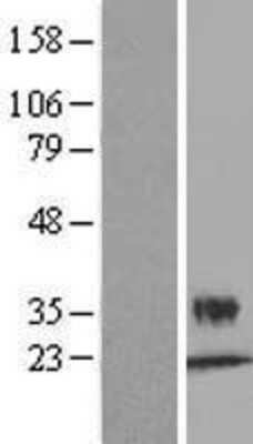 Western Blot: Kallikrein 6/Neurosin Overexpression Lysate [NBL1-12355]