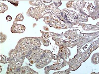 Immunohistochemistry-Paraffin: Kallikrein 7 Antibody (MM0433-5J28) - Azide and BSA Free [NBP2-11753]