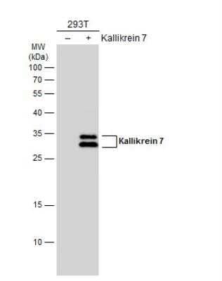 Western Blot: Kallikrein 7 Antibody [NBP1-31428]