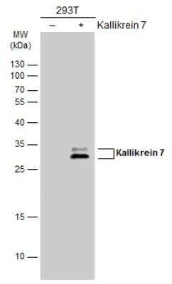 Western Blot: Kallikrein 7 Antibody [NBP1-32999]