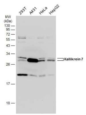 Western Blot: Kallikrein 7 Antibody [NBP1-32999]