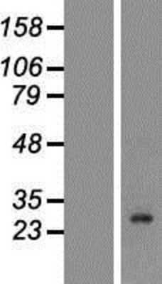 Western Blot: Kallikrein 7 Overexpression Lysate [NBP2-05573]