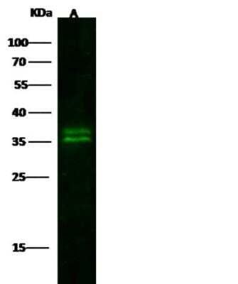 Western Blot: Kallikrein 8/Neuropsin Antibody (140) [NBP2-89988]