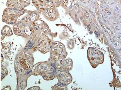 Immunohistochemistry-Paraffin: Kallikrein 8/Neuropsin Antibody (MM0434-6G15) - Azide and BSA Free [NBP2-11754]