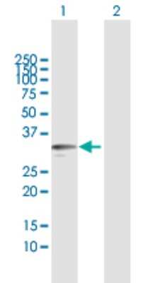 Western Blot: Kallikrein 9 Antibody [H00284366-B01P]