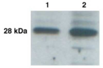 Western Blot: Kallikrein 9 AntibodyBSA Free [NB200-136]